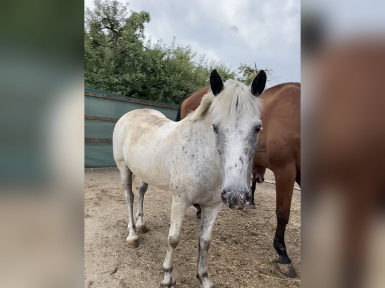 Camargue Mix Gelding 13 years 13.2 hh Grey-Fleabitten in Gempen
