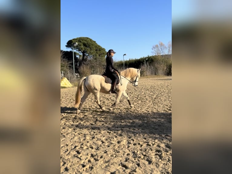 Camargue Gelding 13 years 14,2 hh Grey in Istres