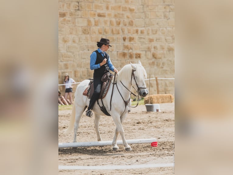 Camargue Gelding 14 years 14,2 hh Grey in Istres
