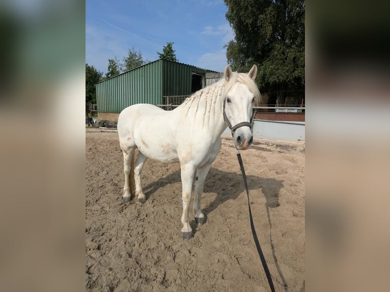 Camargue Gelding 15 years 14.2 hh Grey in Groenekan