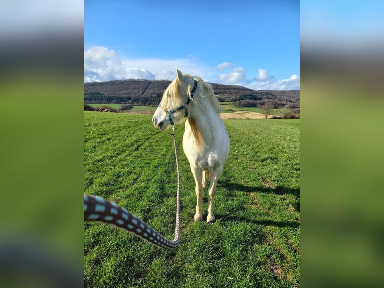 Camargue Gelding 15 years 14,1 hh Grey in Körborn