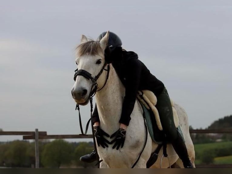 Camargue Mix Gelding 16 years 14 hh Grey in Dauchingen