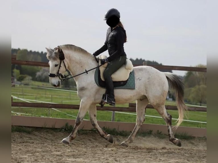 Camargue Mix Gelding 16 years 14 hh Grey in Dauchingen
