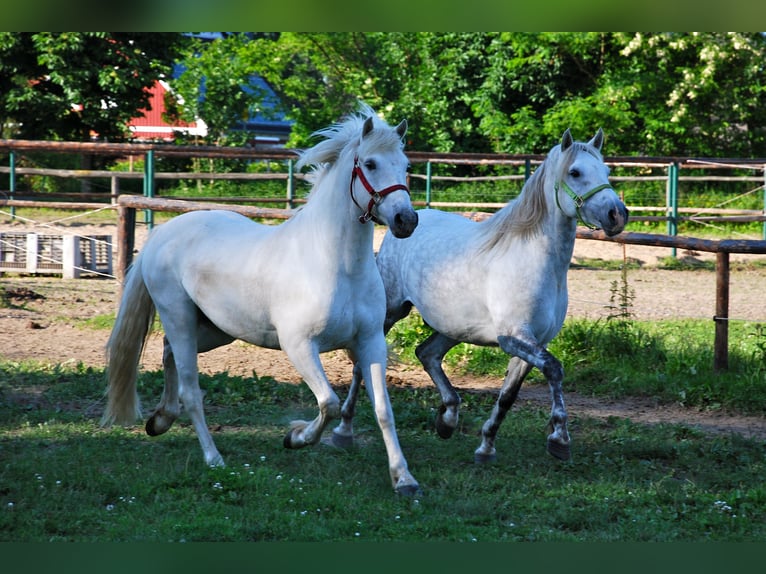 Camargue Gelding 18 years 14.1 hh Grey in Altlandsberg