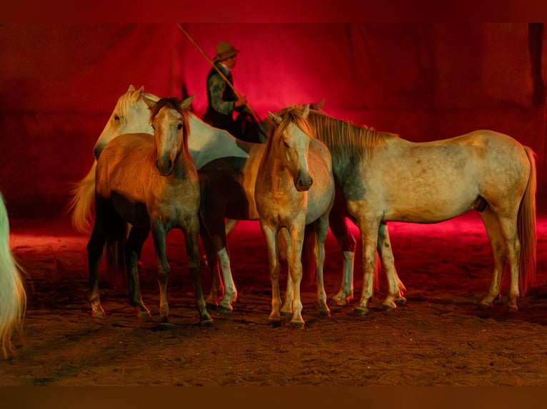 Camargue Gelding 2 years 14.1 hh Grey in Scheffau am Wilden Kaiser