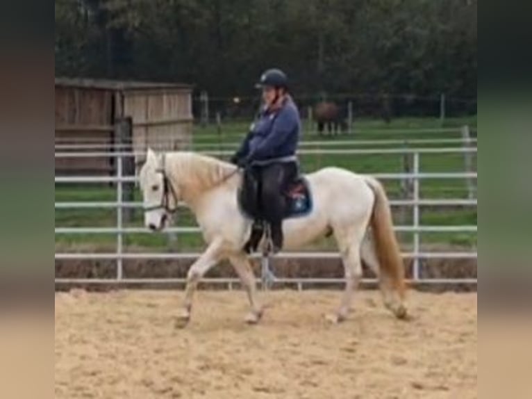 Camargue Gelding 3 years 14,1 hh Gray in Saint-Jean-sur-Reyssouze