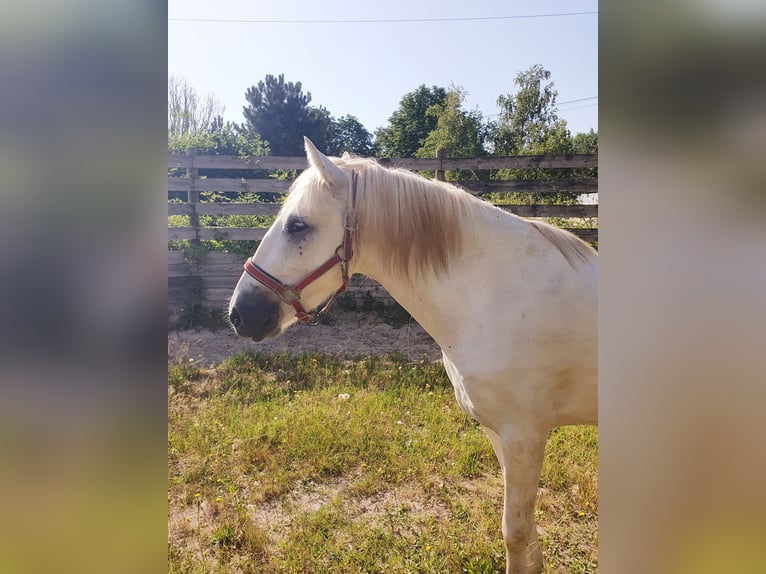 Camargue Gelding 3 years 14.1 hh Grey in Saint Jean sur reyssouze
