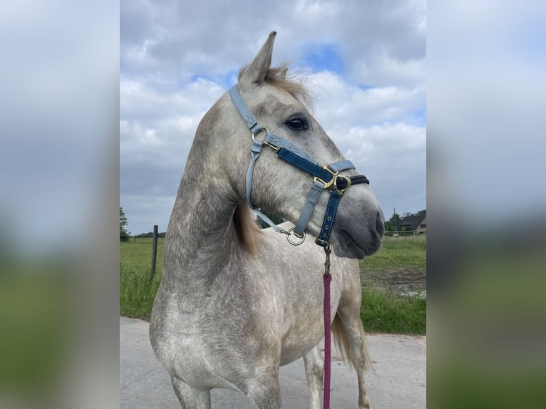 Camargue Gelding 3 years 14,2 hh Gray in Ratingen