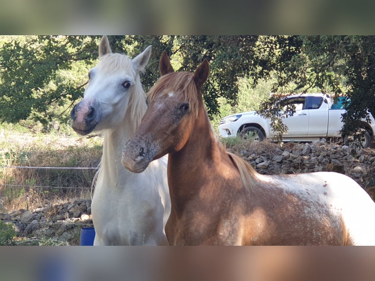 Camargue Gelding 3 years 14 hh Grey in Velbert