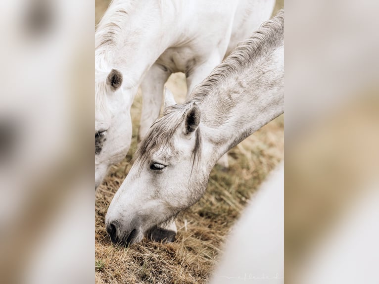 Camargue Gelding 4 years 14,2 hh Gray in Mörel-Filet