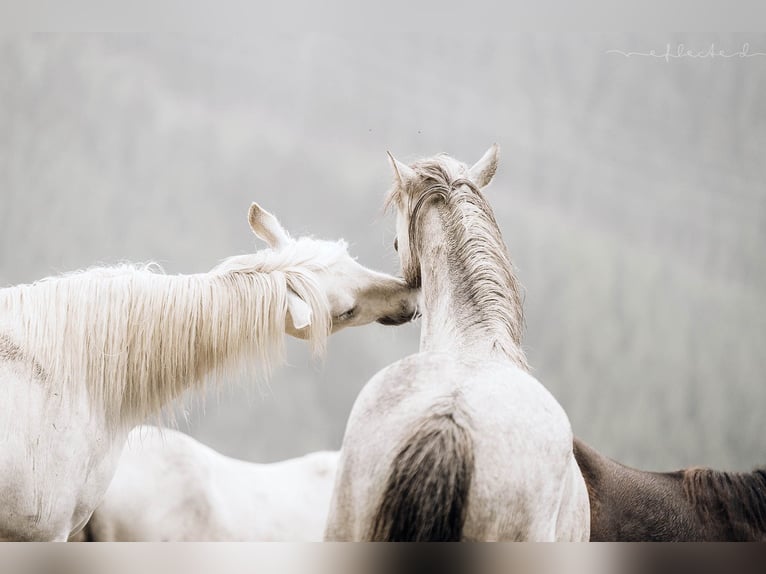 Camargue Gelding 4 years 14,2 hh Gray in Mörel-Filet