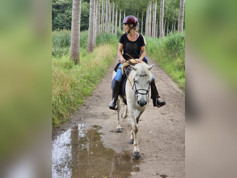 Camargue Gelding 5 years 14,1 hh Gray in BUGGENHOUT