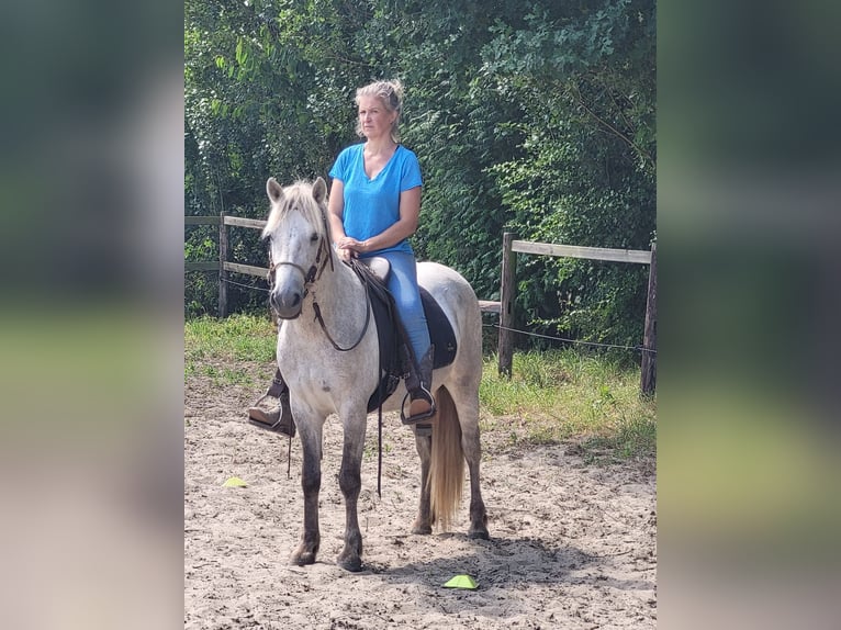 Camargue Gelding 5 years 14,1 hh Gray in BUGGENHOUT