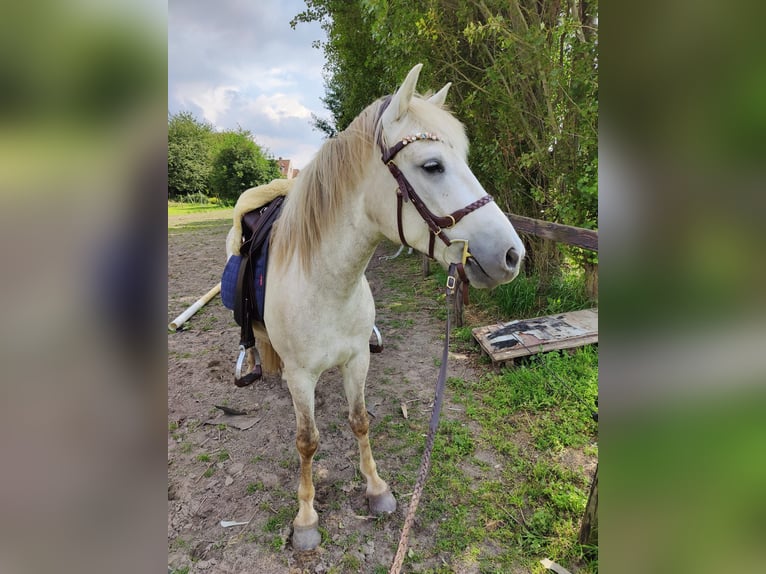 Camargue Gelding 5 years 14,1 hh Gray in BUGGENHOUT