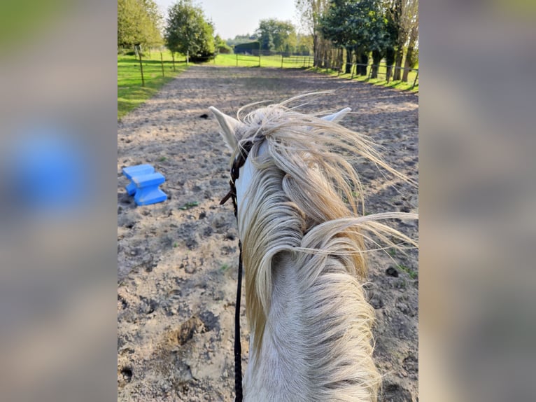 Camargue Gelding 5 years 14,1 hh Gray in BUGGENHOUT