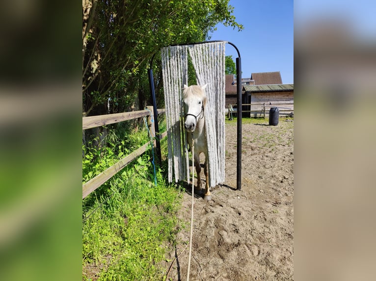 Camargue Gelding 5 years 14,1 hh Gray in BUGGENHOUT