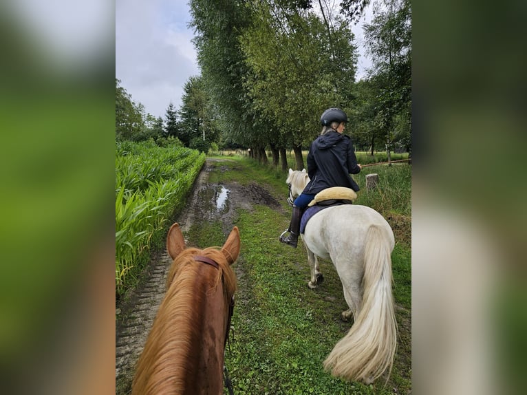 Camargue Gelding 5 years 14,1 hh Gray in BUGGENHOUT