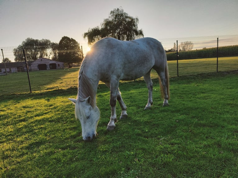 Camargue Gelding 5 years 14,1 hh Gray in BUGGENHOUT