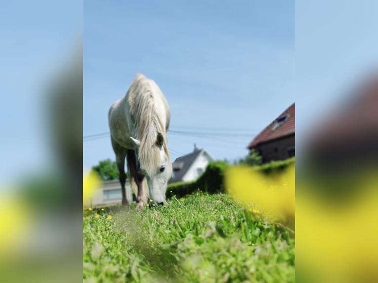 Camargue Gelding 5 years 14,1 hh Gray in BUGGENHOUT