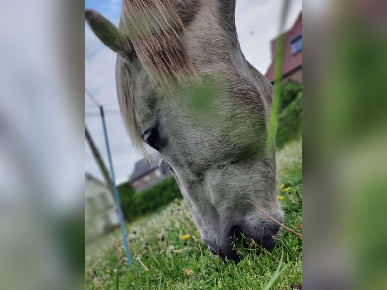 Camargue Gelding 5 years 14,1 hh Gray in BUGGENHOUT