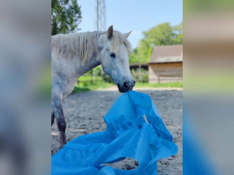 Camargue Gelding 5 years 14,1 hh Gray in BUGGENHOUT