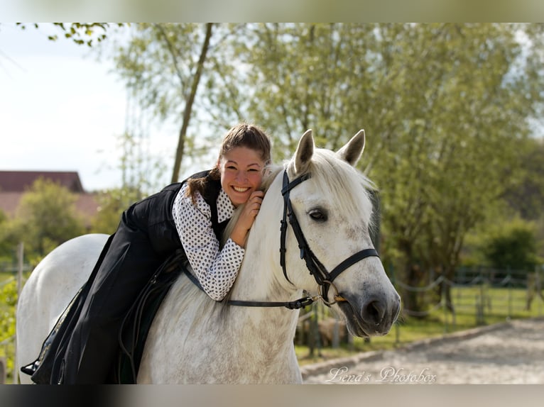 Camargue Gelding 6 years 13,3 hh Grey in Wesel