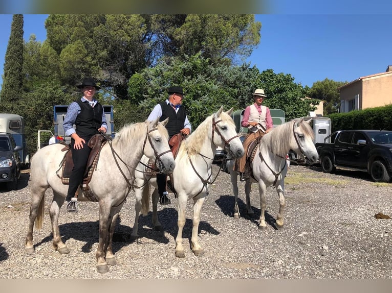 Camargue Gelding 7 years 14,2 hh White in Taillades