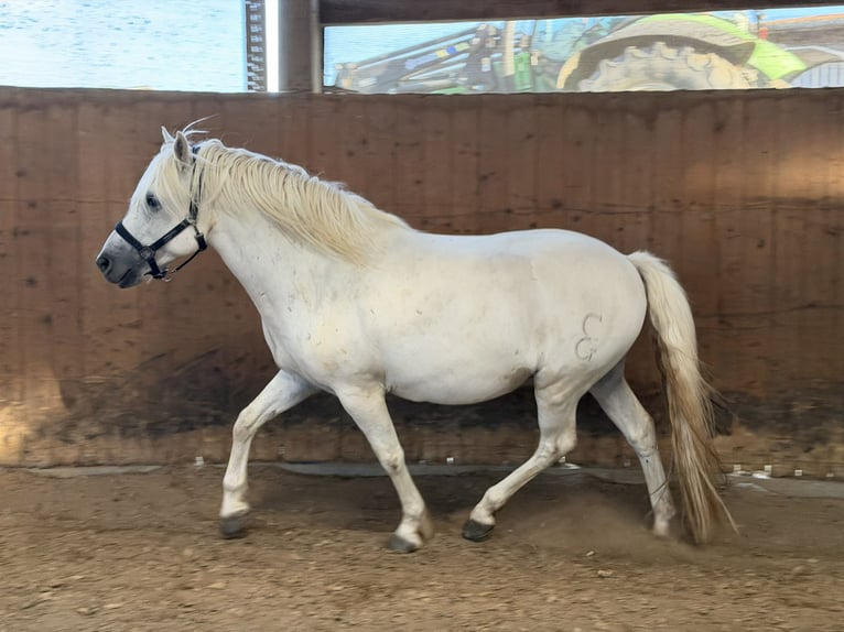 Camargue Gelding 8 years 14 hh Grey in Ober-Mörlen