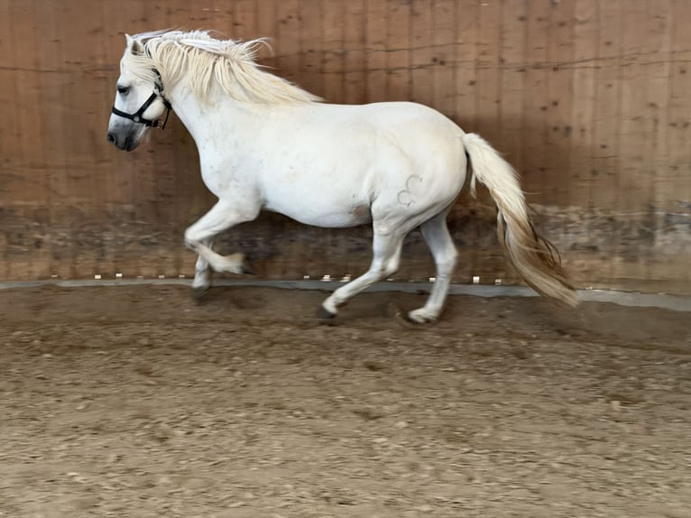 Camargue Gelding 8 years 14 hh Grey in Ober-Mörlen