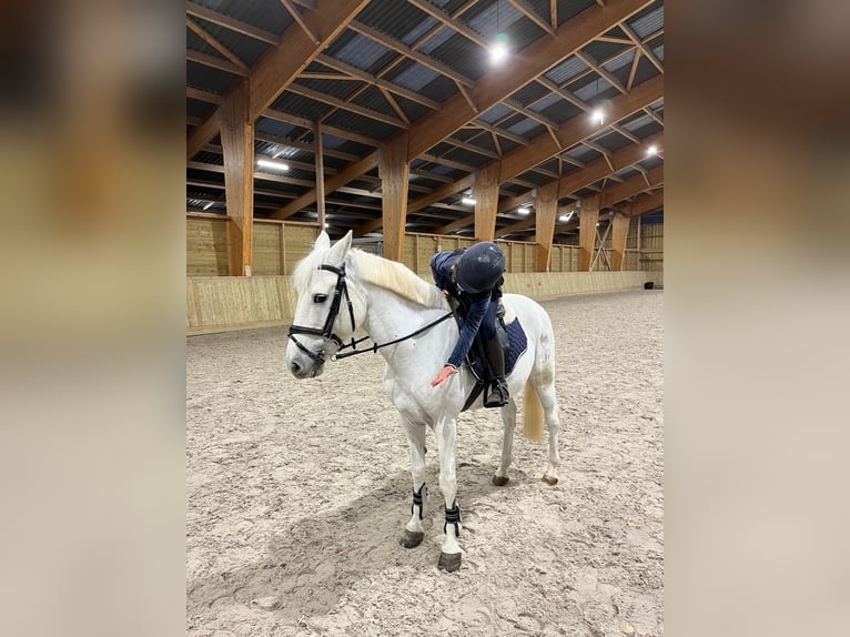 Camargue Gelding 9 years 14,1 hh White in Poucet