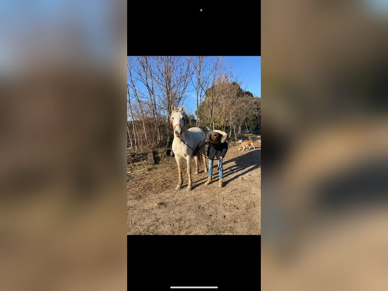 Camargue Gelding 9 years 14,2 hh Gray in Quissac