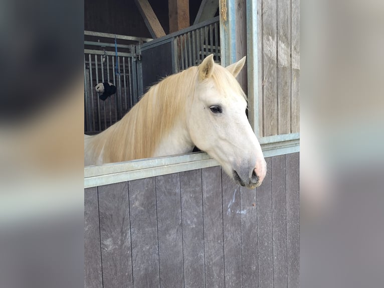 Camargue Gelding 9 years Grey in Jodoigne