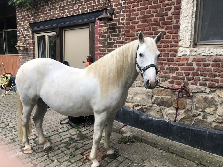Camargue Gelding 9 years Grey in Jodoigne