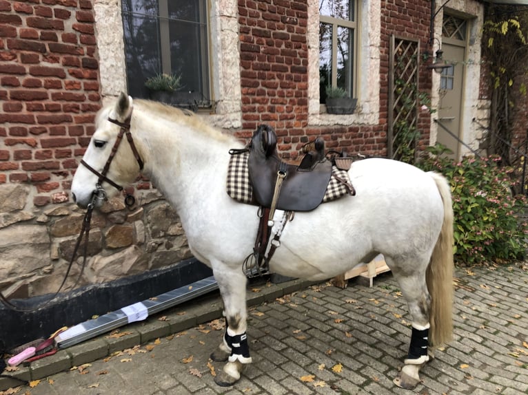 Camargue Gelding 9 years Grey in Jodoigne