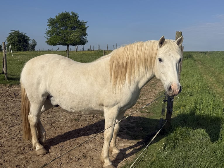 Camargue Gelding 9 years Grey in Jodoigne