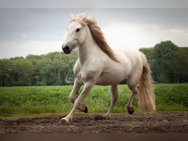 Camargue Giumenta 10 Anni 152 cm Grigio in Norg