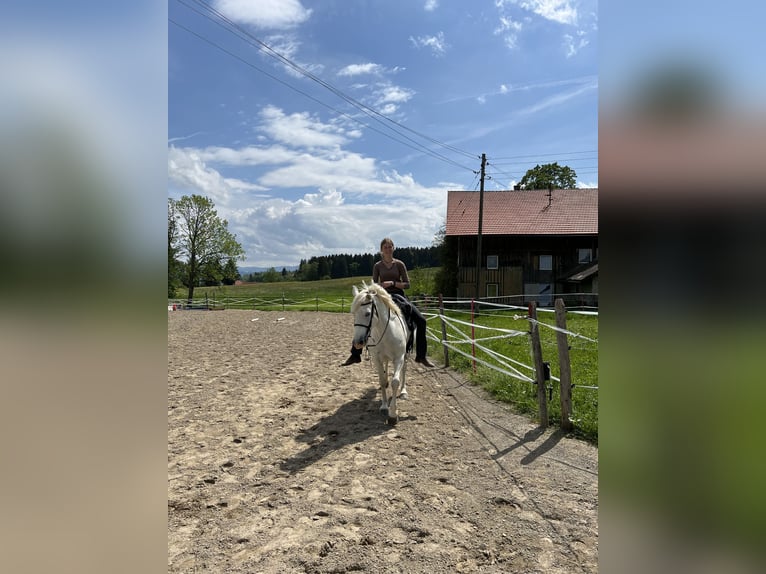 Camargue Giumenta 12 Anni 148 cm Bianco in Buchenberg