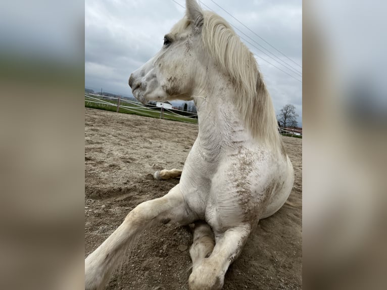 Camargue Giumenta 12 Anni 148 cm Bianco in Buchenberg