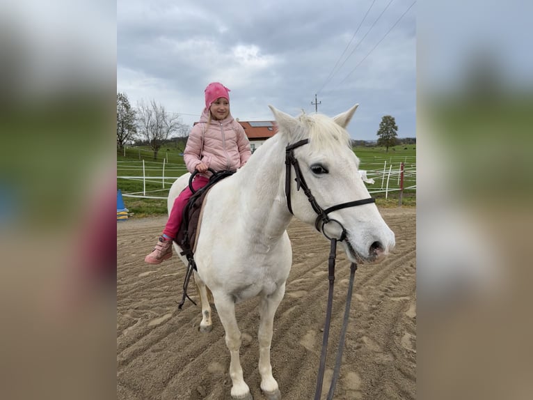 Camargue Giumenta 12 Anni 148 cm Bianco in Buchenberg