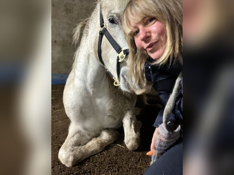 Camargue Giumenta 12 Anni 148 cm Bianco in Buchenberg