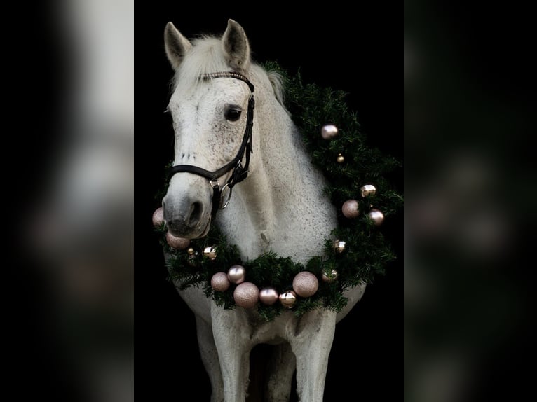 Camargue Giumenta 13 Anni 145 cm in Bochum