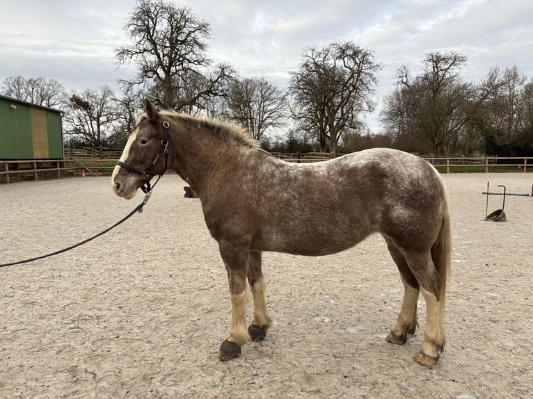 Camargue Mix Giumenta 14 Anni 148 cm Roano rosso in Le Renouard