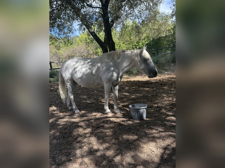 Camargue Giumenta 16 Anni 143 cm Bianco in Garrigues