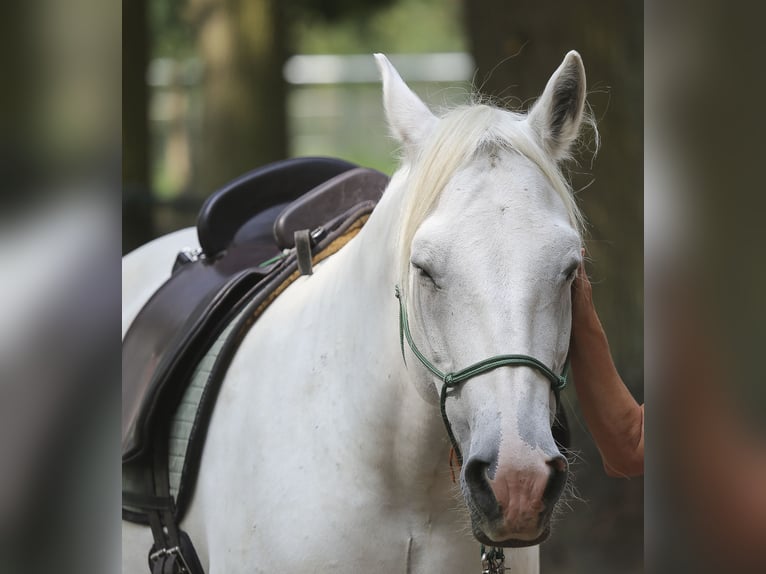 Camargue Giumenta 20 Anni 140 cm Grigio in Altlandsberg