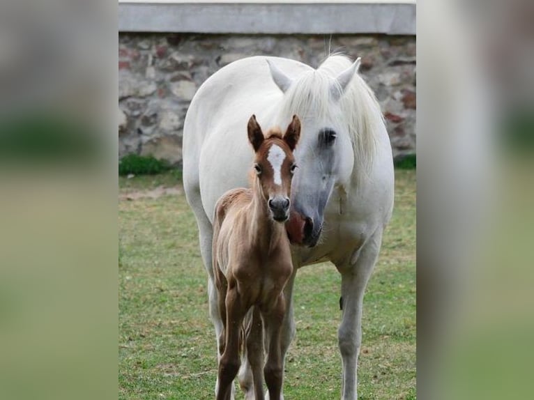 Camargue Giumenta 20 Anni 140 cm Grigio in Altlandsberg