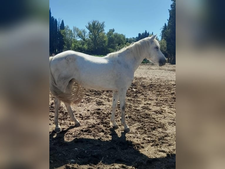 Camargue Giumenta 3 Anni 147 cm Bianco in Eyragues