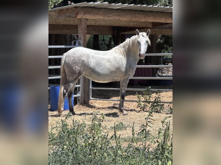 Camargue Mix Giumenta 3 Anni 152 cm Bianco in Rognonas