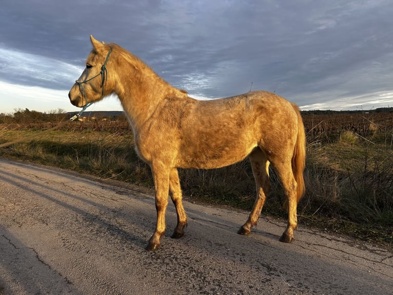 Camargue Giumenta 4 Anni 145 cm Grigio in Fabrègues