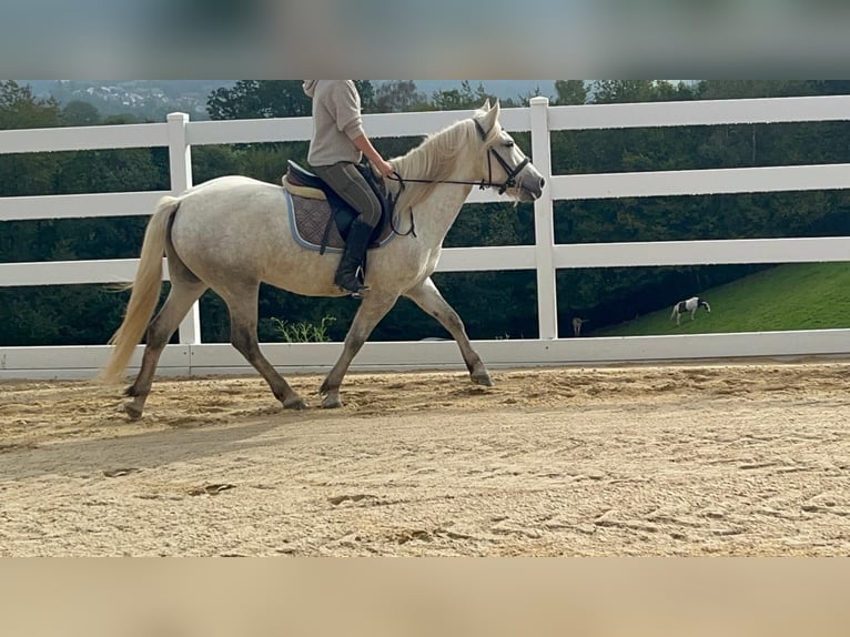 Camargue Giumenta 5 Anni 148 cm Grigio in Morsbach