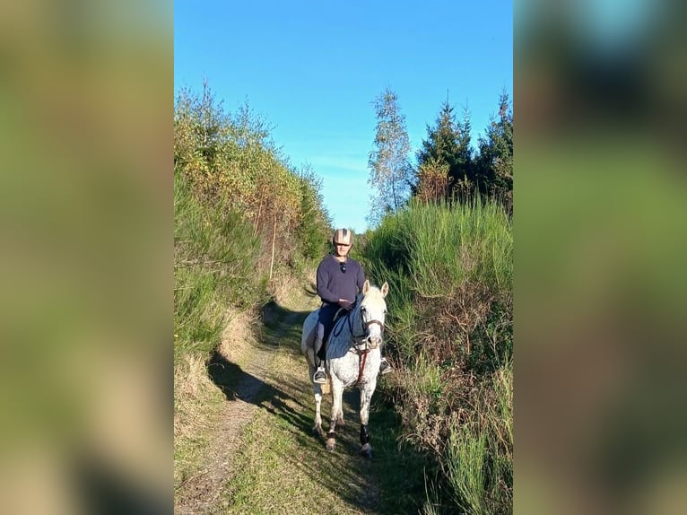 Camargue Giumenta 5 Anni 153 cm Leopard in Route des frères Lamormainy